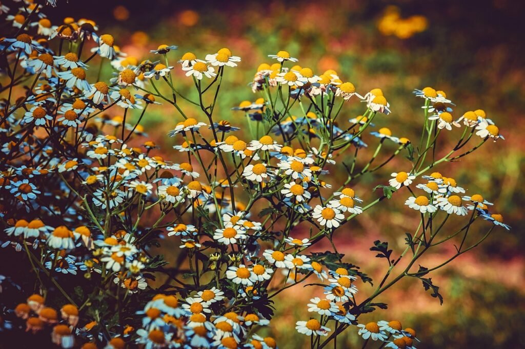 motherwort, blossom, bloom, white, yellow, tanacetum parthenium, chrysanthemum parthenium, herbaceous, plant, nature, herb, medicinal herb, medicinal plant, flora